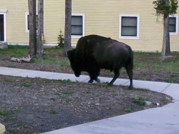 Buffalo Right Outside Our Window
